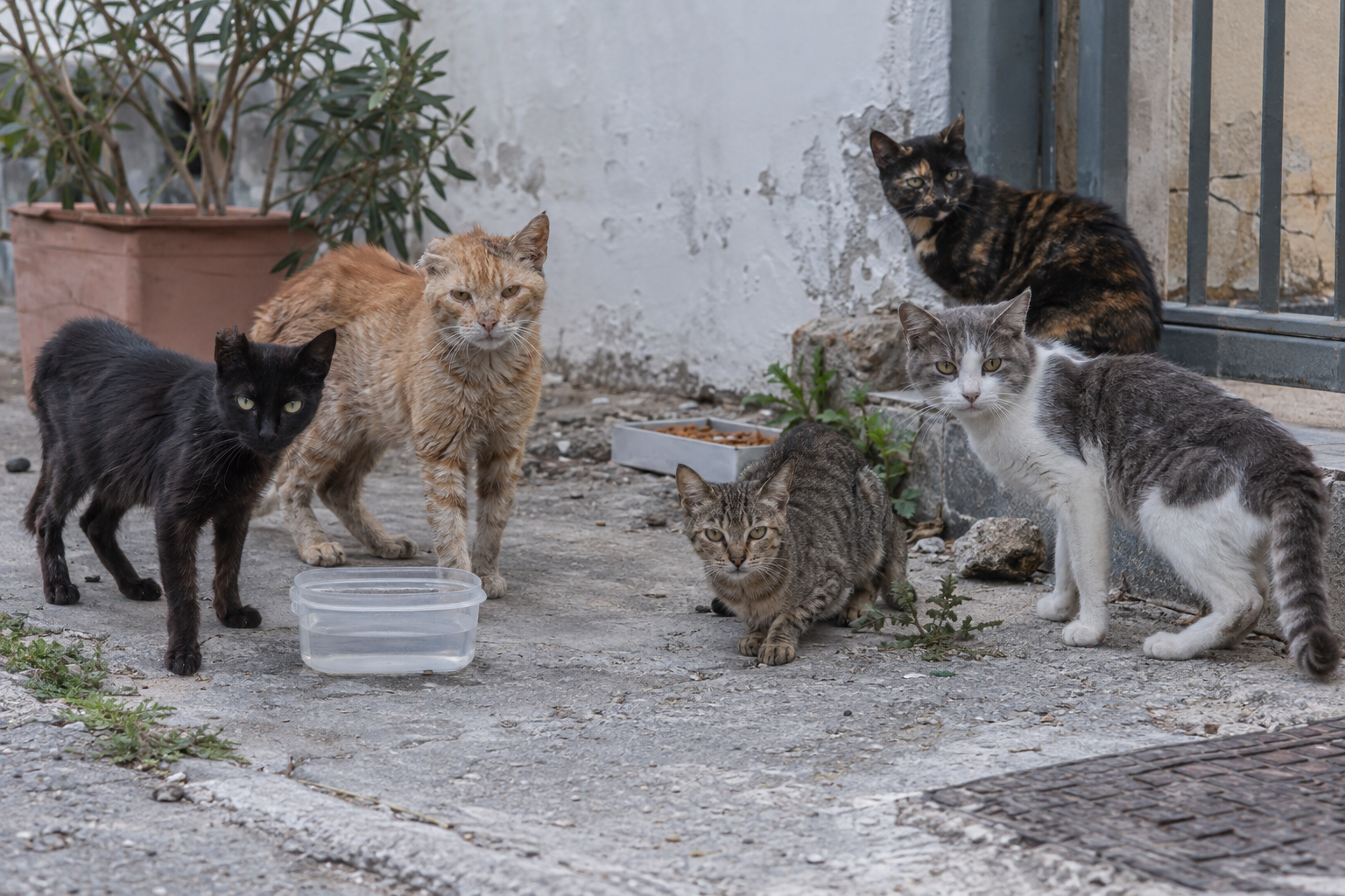 Πέντε αδέσποτες γάτες σε αστικό σημείο φροντίδας